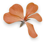 irish-leaf.png